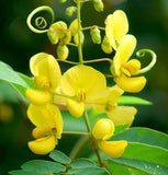 Cassia alata (Ringworm Cassia)