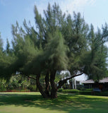 Casuarina cunninghamiana (River Oak, River She-oak, River Sheoak, Creek Oak, Fire Oak, Australian Pine, Beefwood, Kasa)