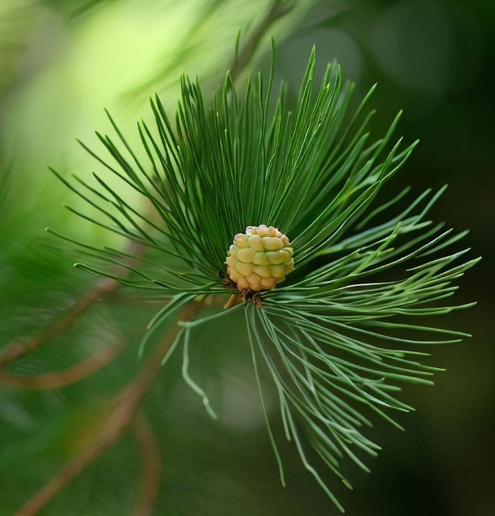Casuarina cunninghamiana (River Oak, River She-oak, River Sheoak, Creek Oak, Fire Oak, Australian Pine, Beefwood, Kasa)