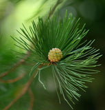 Casuarina cunninghamiana (River Oak, River She-oak, River Sheoak, Creek Oak, Fire Oak, Australian Pine, Beefwood, Kasa)