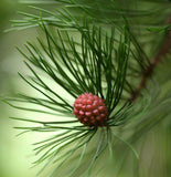 Casuarina cunninghamiana (River Oak, River She-oak, River Sheoak, Creek Oak, Fire Oak, Australian Pine, Beefwood, Creek Oak, Kasa)