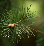 Casuarina cunninghamiana (River Oak, River She-oak, River Sheoak, Creek Oak, Fire Oak, Australian Pine, Beefwood, Kasa)