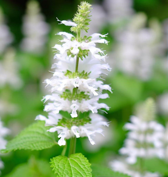 Catnip (Nepeta cataria) – MySeedsCo