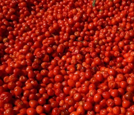 Chiltepin Wild Pepper, HOT (Capsicum annuum glabriusculum)