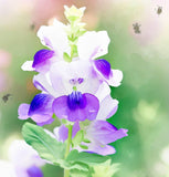 Collinsia heterophylla (Chinese Houses)