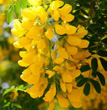 Colutea arborescens (Common Bladder-Senna)