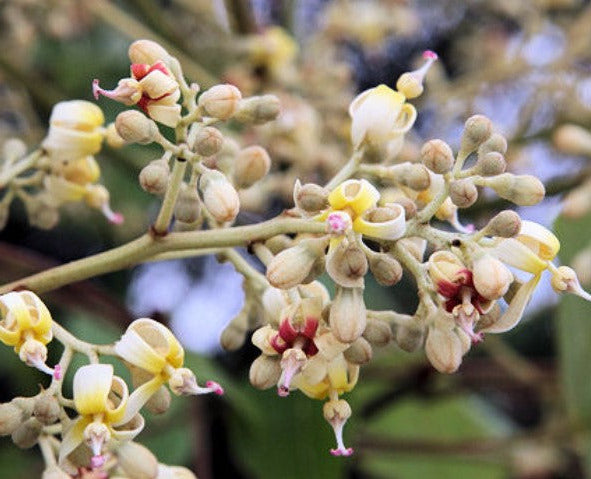 Firmiana simplex (Chinese Parasol Tree)