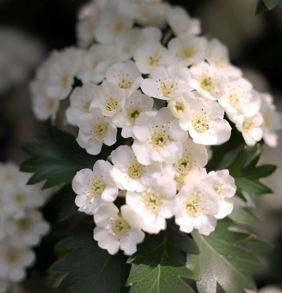 hawthorne succulent flower Crataegus succulenta (Fleshy Hawthorn) – MySeedsCo