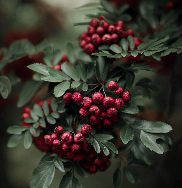 Crataegusvulsa_AlabamaHawthorn