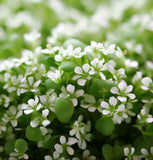 Cress, Curled Peppercress or Garden Cress (Lepidium sativum)