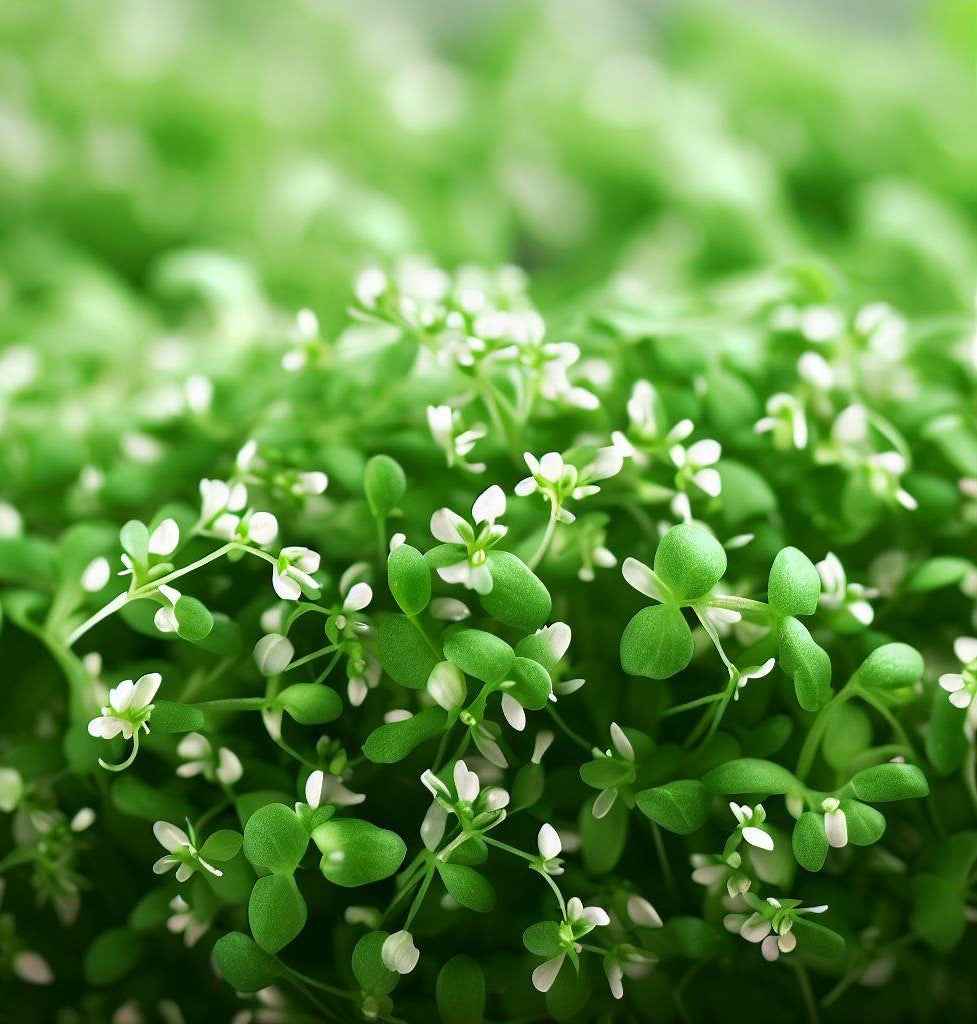 Cress, Curled Peppercress or Garden Cress (Lepidium sativum)