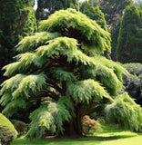 Cryptomeria japonica (Japanese Cedar, Peacock Pine, Sugi, Goddess of Mercy Cedar)
