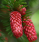 Cuninghamia lanceolata (Chinese Cunninghamia, Chinese Fir)