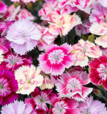 DIANTHUS chinensis (Chinese Pinks, Mixed)