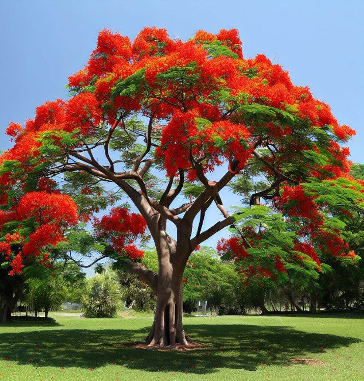 Delonix regia (Flamboyant, Flame Tree, Royal Poinciana)