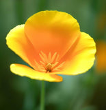 ESCHSCHOLZIA californica (Orange California Poppy)