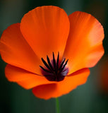 ESCHSCHOLZIA californica 'Mikado' (California Poppy, Dark Orange - Mikado)