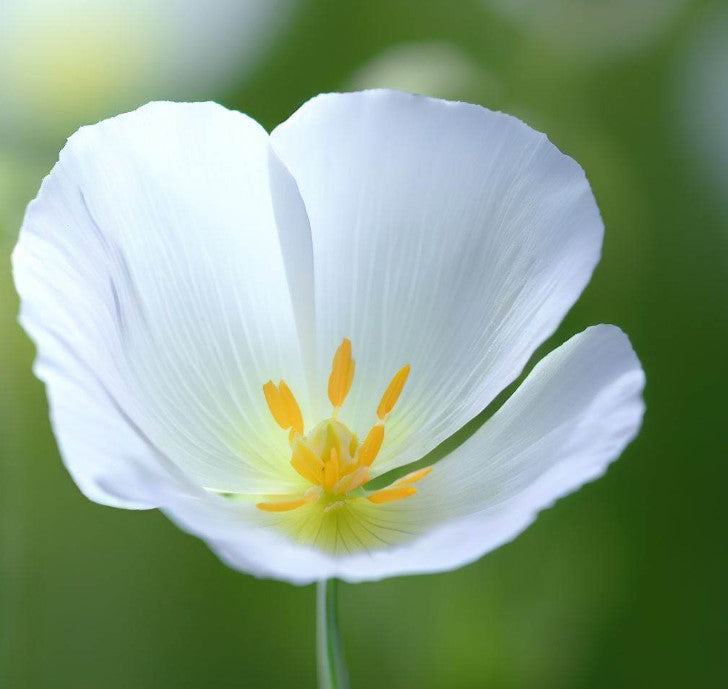 ESCHSCHOLZIA californica 'White Linen' (California Poppy, White - White Linen)