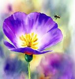 ESCHSCHOLZIA californica 'Purple Gleam' (California Poppy, Purple - Purple Gleam)