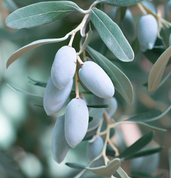 Organic Russian Olive Tree Seeds (Elaeagnus Angustifolia) - 20 Seeds, Fast-Growing, Cold Hardy