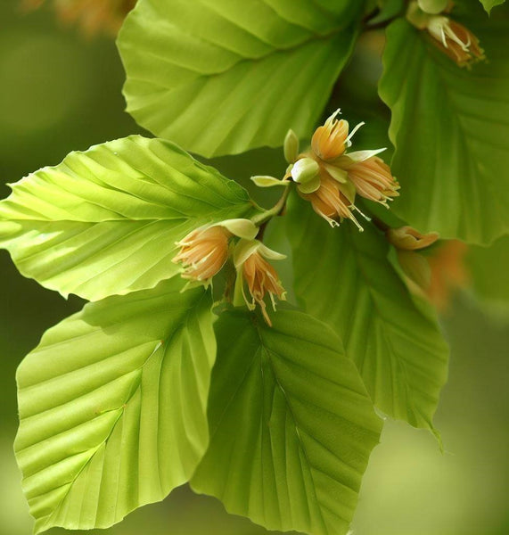 Fagus sylvatica (European Beech) – MySeedsCo