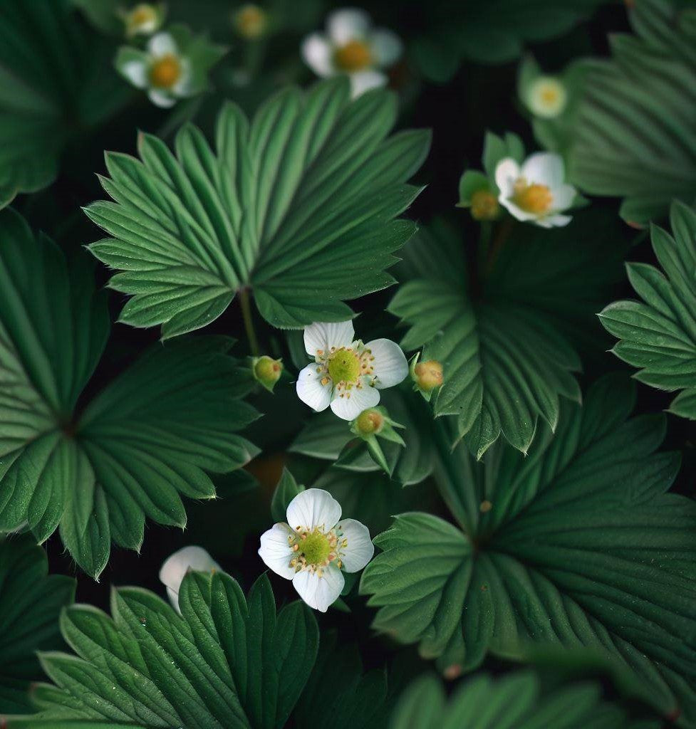 Fragaria vesca (Wild Strawberry, Woodland Strawberry, Alpine Strawberry, European Strawberry, Fraise des bois)