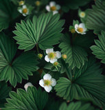 Fragaria vesca (Wild Strawberry, Woodland Strawberry, Alpine Strawberry, European Strawberry, Fraise des bois)