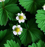 Fragaria vesca (Wild Strawberry, Woodland Strawberry, Alpine Strawberry, European Strawberry, Fraise des bois)