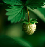Fragaria vesca (Wild Strawberry, Woodland Strawberry, Alpine Strawberry, European Strawberry, Fraise des bois)