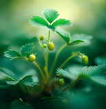 Fragaria vesca (Wild Strawberry, Woodland Strawberry, Alpine Strawberry, European Strawberry, Fraise des bois)