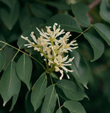 Fraxinus americana d.w. (White Ash)