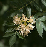 Fraxinus angustifolia (Narrowleaf Ash)