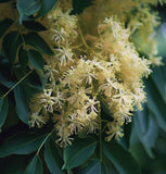 Fraxinus latifolia (Oregon Ash)