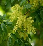 Fraxinus pennsylvanica (Green Ash)