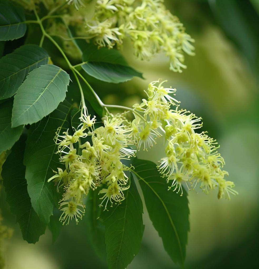 Fraxinus pennsylvanica (Green Ash)