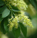 Fraxinus pennsylvanica (Green Ash)