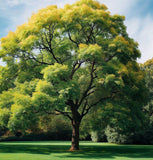 Fraxinus pennsylvanica (Green Ash)
