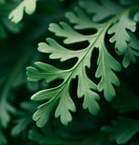 Grevillea robusta (Silk Oak, Southern Silky Oak, Australian Silver Oak)