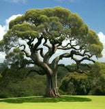 Grevillea robusta (Silk Oak, Southern Silky Oak, Australian Silver Oak)