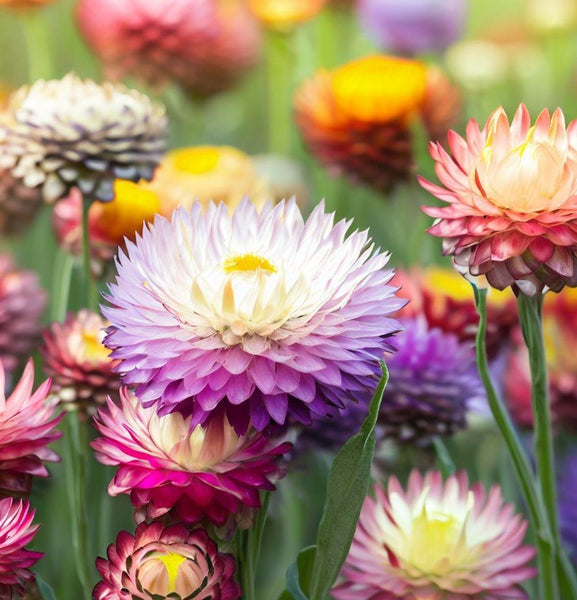 Strawflower Seed- Tall Mixed : Excellent Dried Flowers.