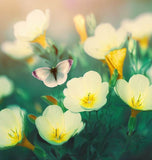 OENOTHERA biennis (Evening Primrose)