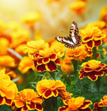 TAGETES patula 'Sparky Mix' (French Marigold - Sparky Mix)