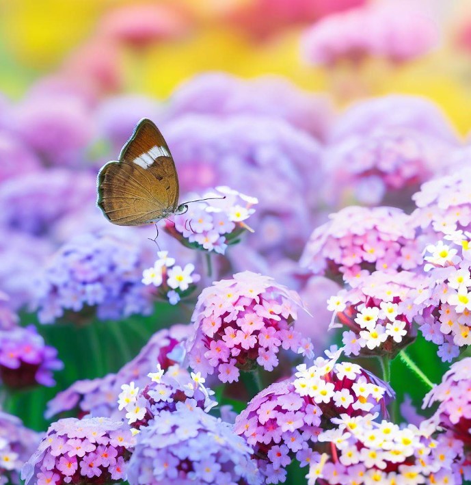 VERBENA tenuisecta (Moss Verbena, Mixed Colors)