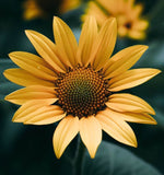 HELIANTHUS angustifolius (Swamp Sunflower)
