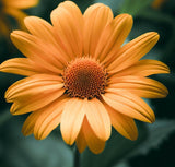 HELIOPSIS helianthoides (Ox-Eye Sunflower)