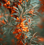 Hippophae rhamnoides (Sea Buckthorn, Seaberry)