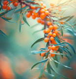 Hippophae rhamnoides (Sea Buckthorn, Seaberry)