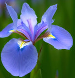 IRIS missouriensis (Wild Blue Iris)