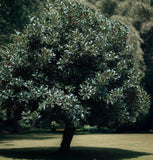 Ilex aquifolium (English Holly)