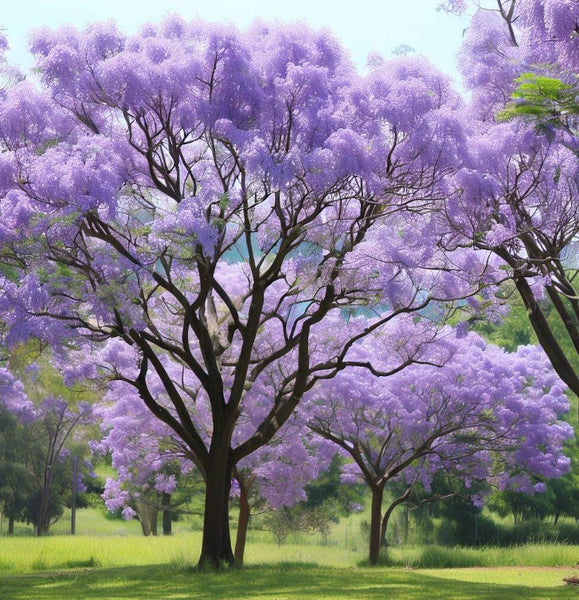 Jacaranda mimosaefolia (Jacaranda Tree, Black Poui, Blue Jacaranda